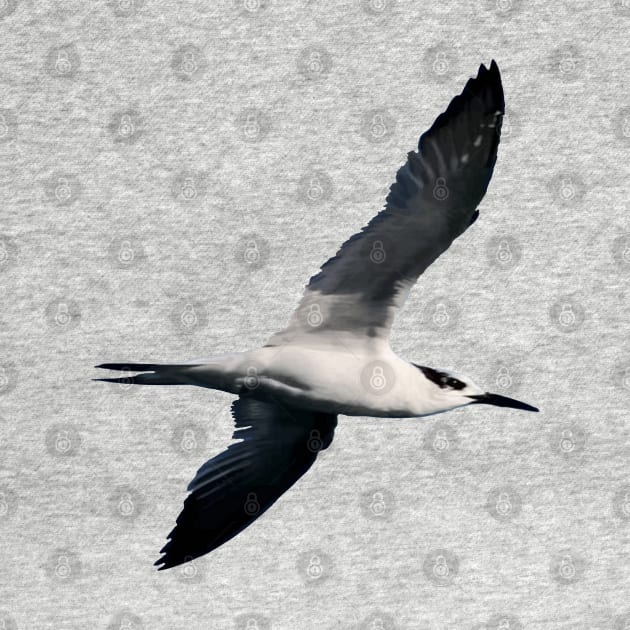 Sandwich Tern Seagull Bird In Flight Cut Out by taiche